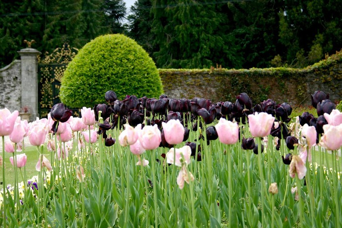 Powerscourt Gardens -Сад Пауэрскоурт . 53446