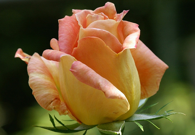 Roses 4 (640x443, 71Kb)