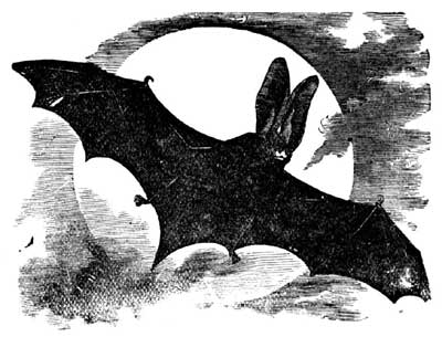 batzoo (400x305, 23Kb)