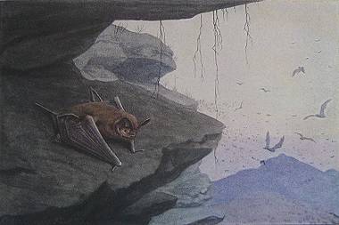 gbatMexicanfree-tailedbat-Nyctinomus mexicanus-laf-ng18-12 (380x253, 14Kb)