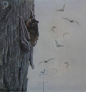 gbatHoaryBat-Nycteriscinereus-laf-ng18-12 (340x364, 15Kb)