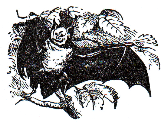 Horse-Shoe-Bat (532x409, 320Kb)