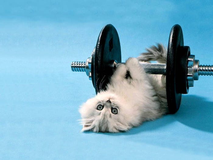 Funny_Kitten_Lifting_Weights (700x525, 37Kb)