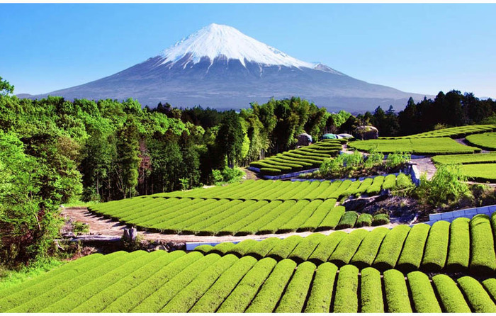 Чайная плантация возле Фудзиямы