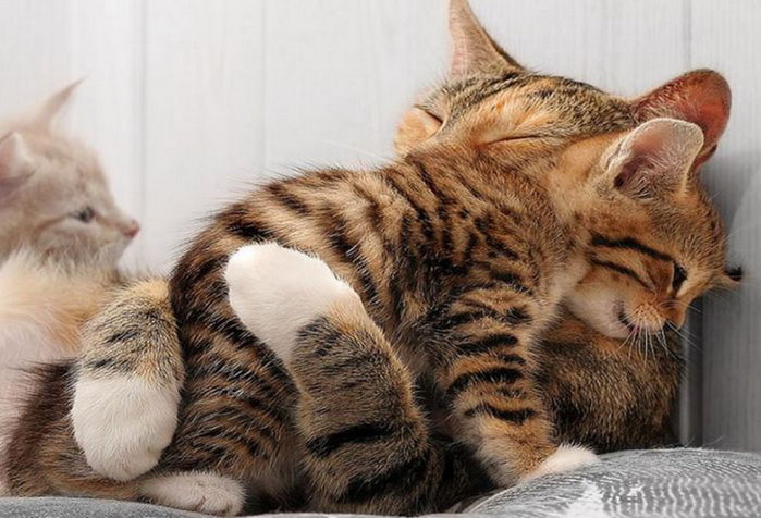 1337794948_1337719164_animal_mom_and_baby_25_resize (700x476, 96Kb)