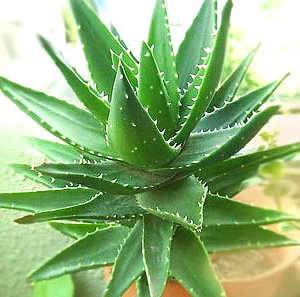 aloe3 (300x297, 35Kb)