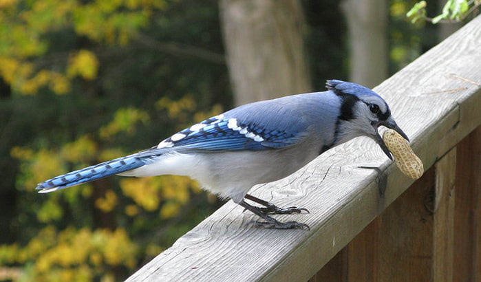 jay (700x410, 53Kb)