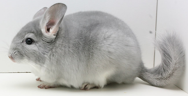 Chinchilla (650x333, 43Kb)