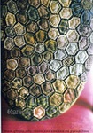  Yoko Saito 2006 Karin (5) (404x576, 119Kb)