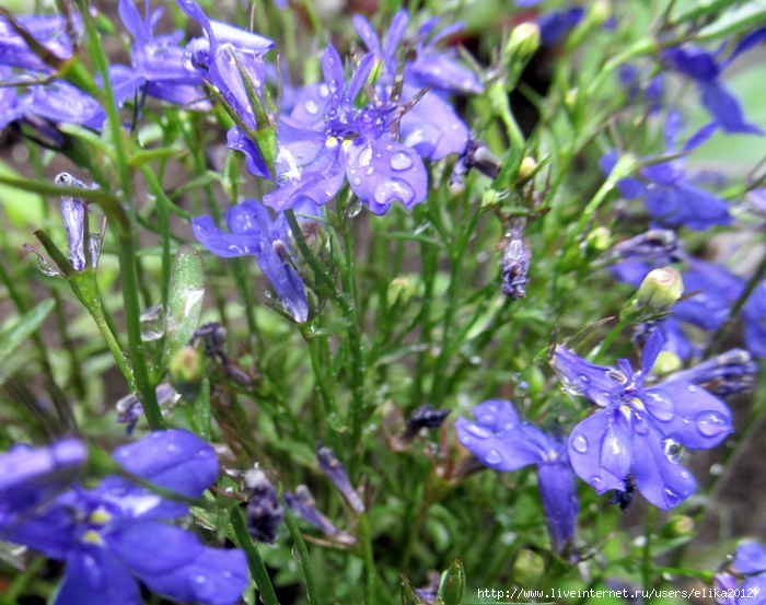 IMG_1111 (700x553, 344Kb)