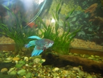  DSCN0438 (700x525, 280Kb)