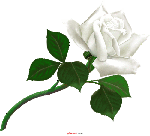 white_rose (500x453, 60Kb)