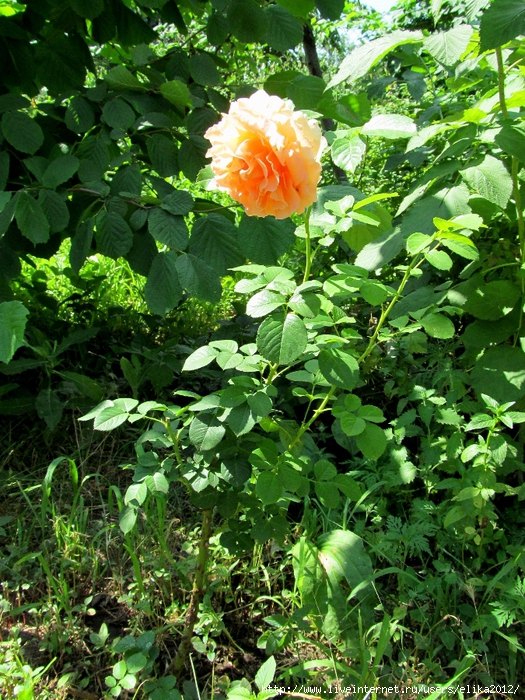 IMG_1643 (525x700, 451Kb)