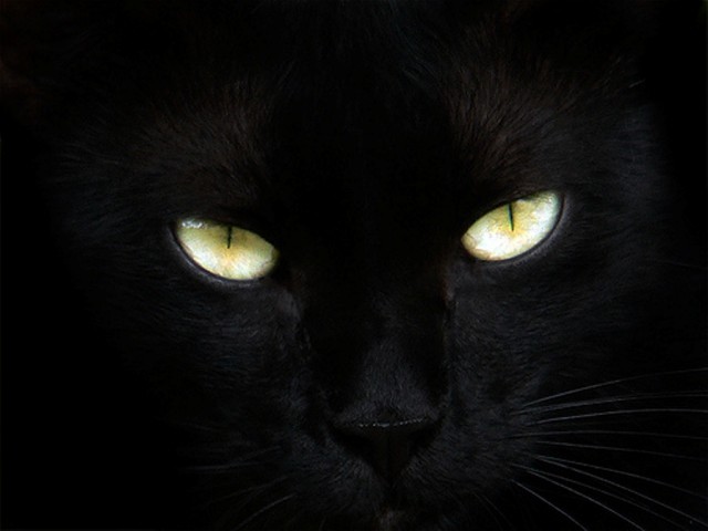 black cat eyes (640x480, 37Kb)