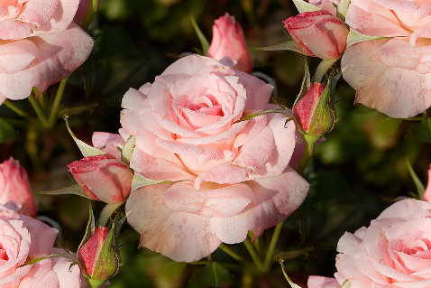 800px-Bridal_pink_-_morwell_rose_garden1 (478x319, 50Kb)