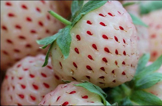 pineberries_595 (538x352, 46Kb)