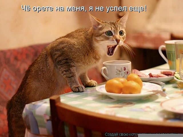 http://img0.liveinternet.ru/images/attach/c/5/88/890/88890672_kotye_1.jpg