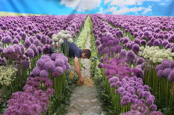 Крупнейшее садоводническое шоу в Великобритании 'Hampton Court Palace Flower Show', 03-08 июля 2012 года