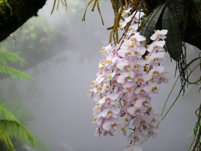 орхидеи4 (700x525, 82Kb)