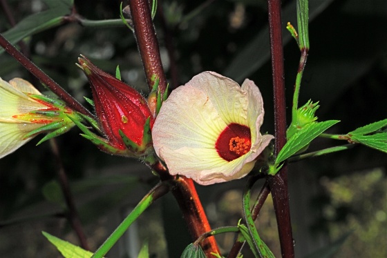 med-hibiscus-sabdariffa-visoflora-8253 (560x374, 79Kb)