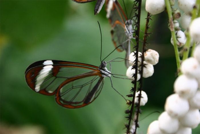 1279058507_glasswing_butterfly_04 (700x468, 36Kb)