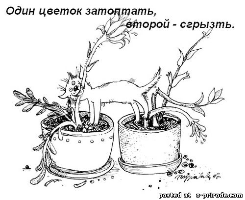 Kot_umet_7 (500x410, 43Kb)