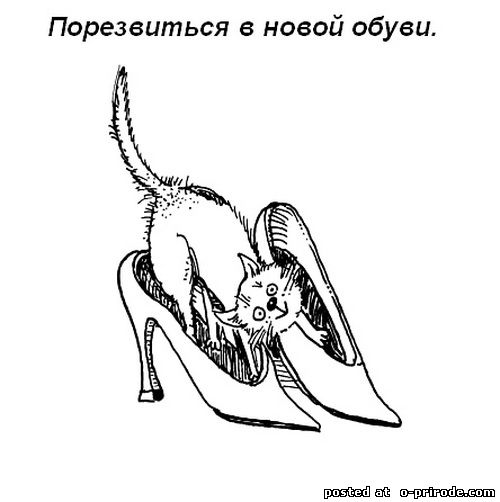 Kot_umet_15 (500x502, 30Kb)