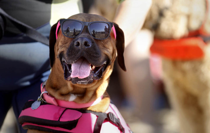dogssurfing-3 (700x443, 75Kb)