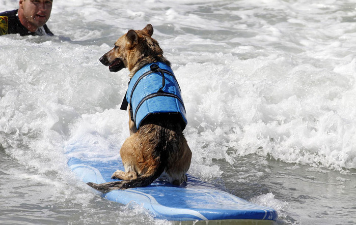 dogssurfing-8 (700x443, 113Kb)