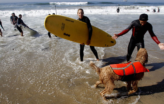dogssurfing-10 (700x443, 139Kb)