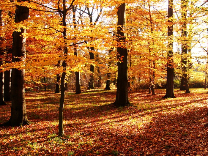 3303834_1o_16 (700x525, 261Kb)