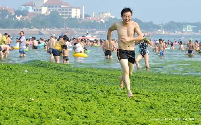 Большой зелёный прилив (China hit by largest ever algae bloom)