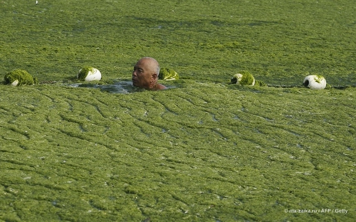 Большой зелёный прилив (China hit by largest ever algae bloom)