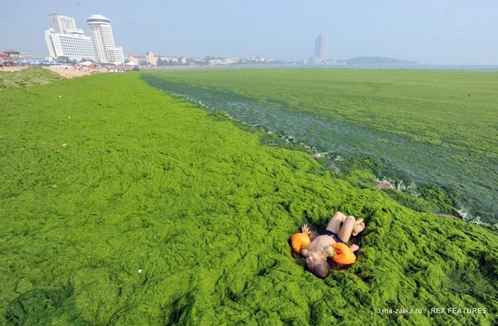 Большой зелёный прилив (China hit by largest ever algae bloom)