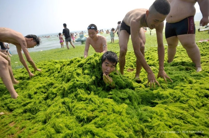 Большой зелёный прилив (China hit by largest ever algae bloom)