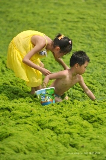 Большой зелёный прилив (China hit by largest ever algae bloom)