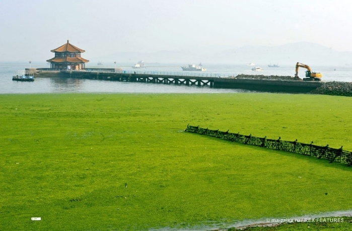 Большой зелёный прилив (China hit by largest ever algae bloom)