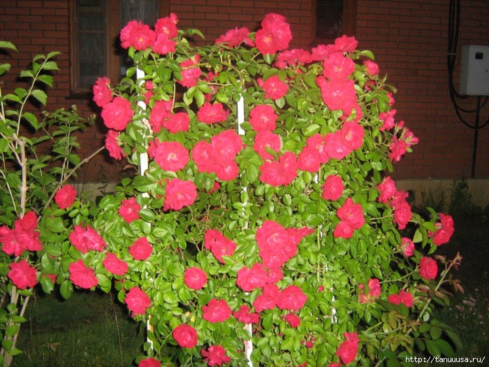 IMG_0002_701x526 (700x525, 351Kb)