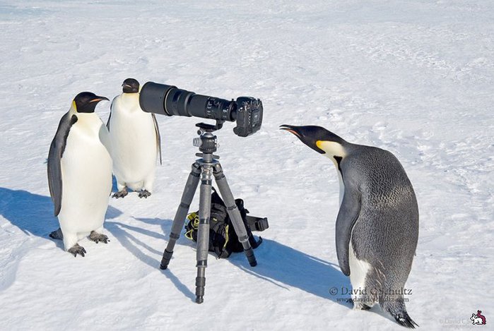 3085196_1438377563_animalswithcamerahelpingphotographers5__880 (700x469, 69Kb)