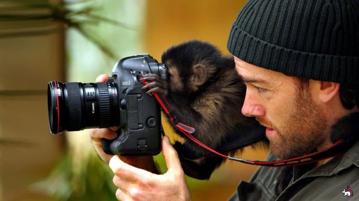 3085196_1438377662_animalswithcamerahelpingphotographers10__880 (700x392, 48Kb)