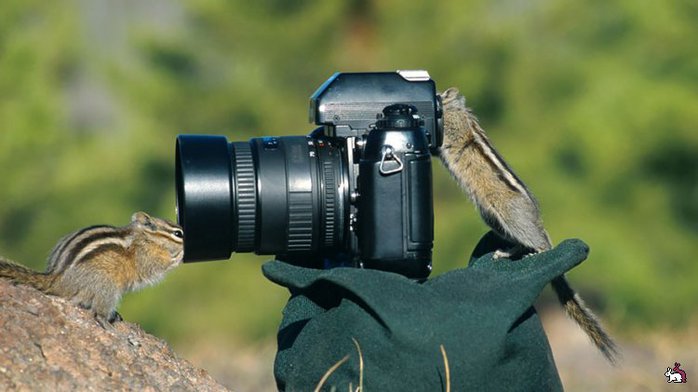 3085196_1438377904_animalswithcamerahelpingphotographers22__880 (700x392, 44Kb)