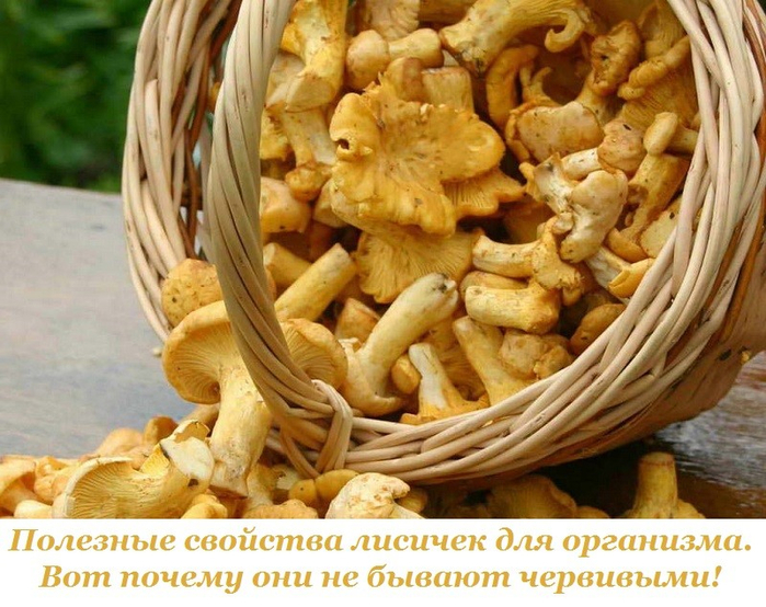 как употреблять лисички от паразитов как употреблять лисички от паразитов