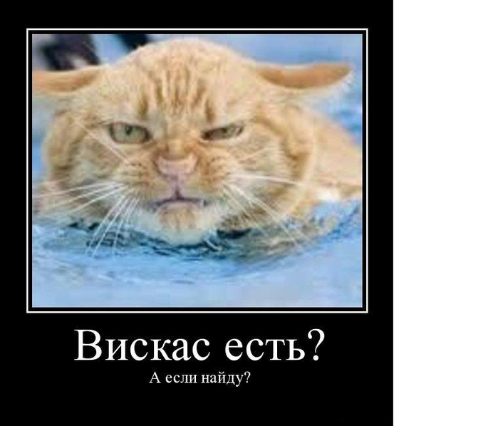 демотиватор с котом демотиваторы коты кот полосатый рыжий кот вода кот вискас кот злой (700x598, 196Kb)