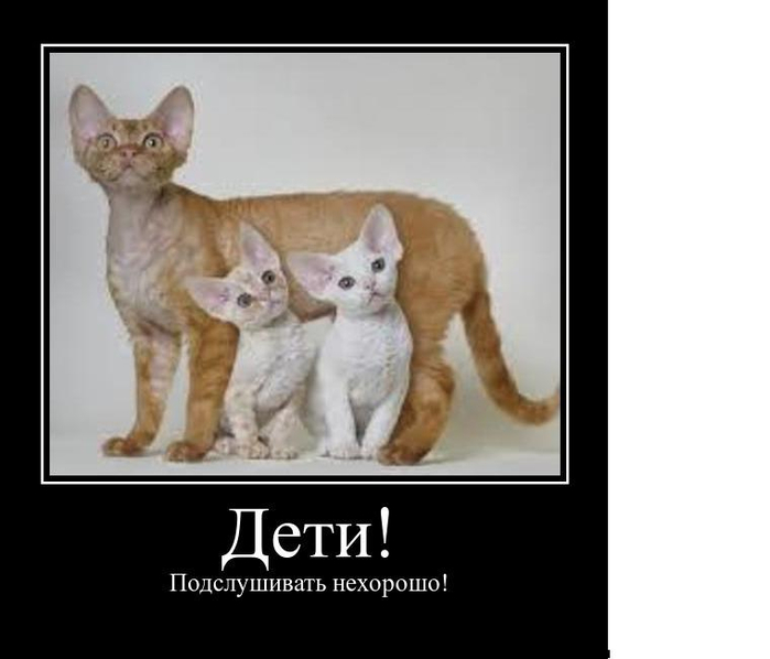 демотиватор с котом демотиваторы коты черно-белый кот большие огромные уши коты кошка с котятами (700x598, 138Kb)