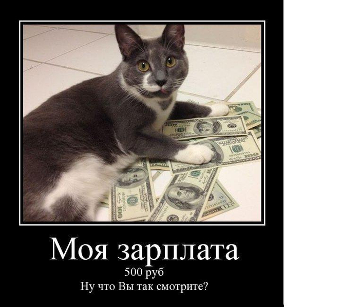 демотиватор с котом демотиваторы коты черно-белый кот кот деньги (700x598, 211Kb)