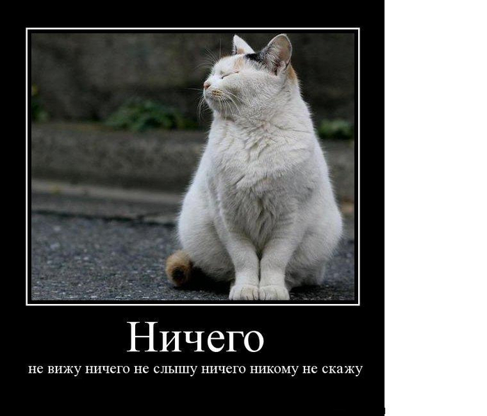 демотиватор с котом демотиваторы коты черно-белый рыжий кот кот с закрытыми глазами кот трехшерстный кот трехцветный кот трёхщестный кот трёхцветный (700x598, 179Kb)