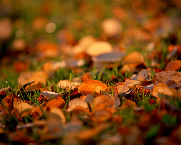 21_autumn_foto (700x560, 158Kb)