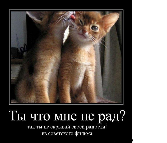 демотиваторы с котами  рыжий коричневый любовь кот (700x598, 222Kb)