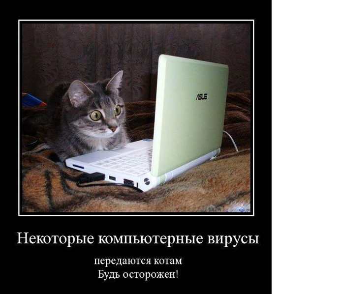демотиваторы с котами  серый полосатый экран компьютер ноутбук зеленоглазый кот (700x598, 221Kb)