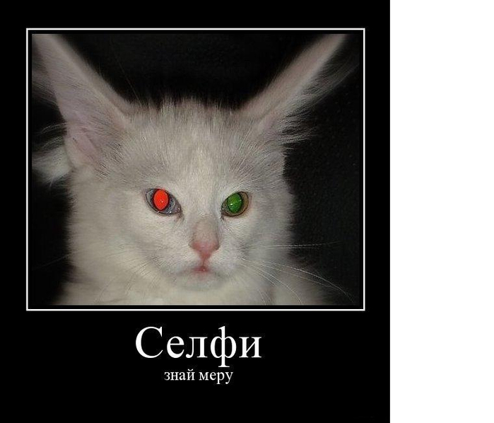 демотиваторы с котами белый разноглазый красный зеленый глаз кот (700x598, 154Kb)